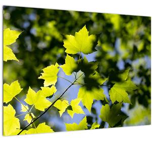 Staklena slika - javorovo lišće (70x50 cm)