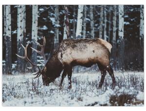 Staklena slika - jelen zimi (70x50 cm)