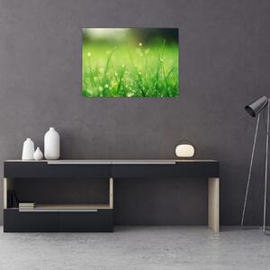 Staklena slika - rosa na travi (70x50 cm)