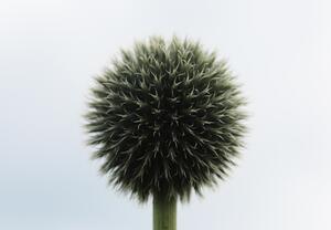 Foto tapeta - Tropski cvijet (147x102 cm)