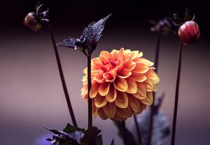 Foto tapeta - Cvijeće u mraku (147x102 cm)