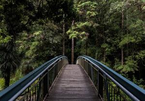 Foto tapeta - Most u džunglu (147x102 cm)