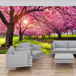 Foto tapeta - Cvatuće trešnje (147x102 cm)
