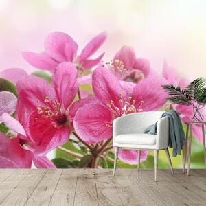 Foto tapeta - Cvjetovi trešnje (147x102 cm)