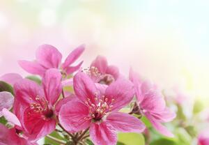 Foto tapeta - Cvjetovi trešnje (147x102 cm)
