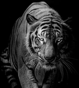 Foto tapeta - Tigar (147x102 cm)