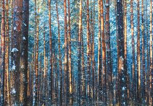 Foto tapeta - Zimska šuma (147x102 cm)
