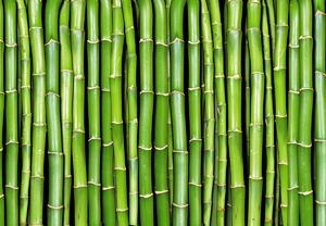 Foto tapeta - Stabljike bambusa (147x102 cm)