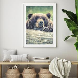Plakat - Medvjed u mirovanju (A4)