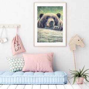 Plakat - Medvjed u mirovanju (A4)