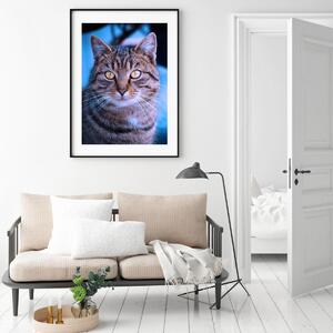 Plakat - Tigrasta mačka (A4)