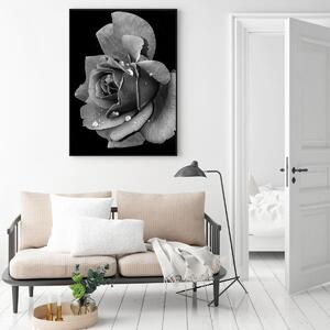 Plakat - Ružin cvijet (A4)