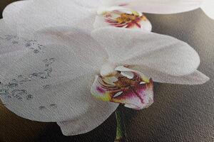 Slika orhideja i leptir