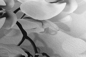 Slika crno-bijela orhideja na apstraktnom pozadini