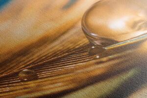 Slika kap vode na zlatnom percu