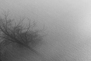 Slika stabla u magli u crno-bijelom dizajnu