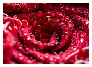 Slika cvijeta crvene ruže (70x50 cm)