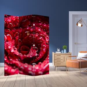 Paravan - cvijet crvene ruže (126x170 cm)