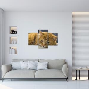 Slika mačke (90x60 cm)