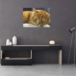 Slika mačke (70x50 cm)