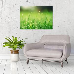 Slika - rosa na travi (70x50 cm)