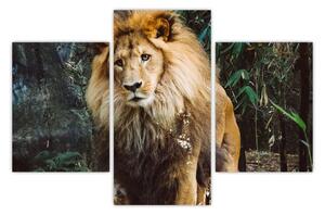 Slika lava u prirodi (90x60 cm)