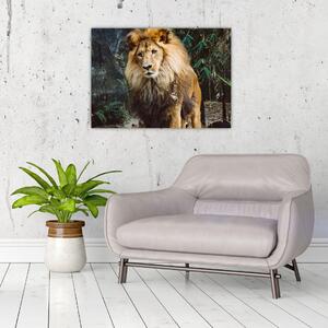 Slika lava u prirodi (70x50 cm)