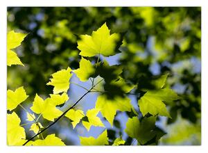Slika - javorovo lišće (70x50 cm)