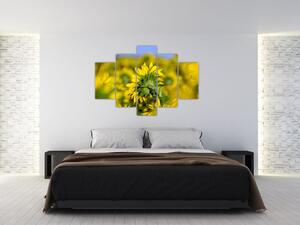 Slika suncokreta (150x105 cm)