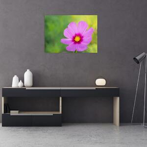 Slika - livadski cvijet (70x50 cm)
