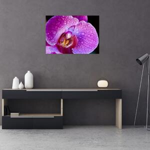 Detajlna slika cvijeta orhideje (70x50 cm)