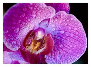 Detajlna slika cvijeta orhideje (70x50 cm)