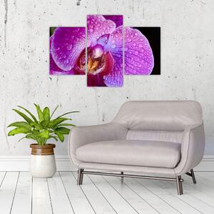 Detajlna slika cvijeta orhideje (90x60 cm)