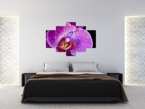 Detajlna slika cvijeta orhideje (150x105 cm)