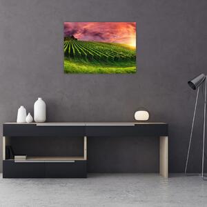 Slika vinograda s obojenim nebom (70x50 cm)