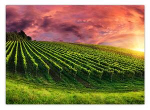 Slika vinograda s obojenim nebom (70x50 cm)