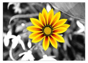 Slika žutog cvijeta (70x50 cm)