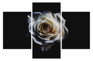 Slika bijele ruže (90x60 cm)