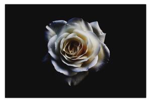 Slika bijele ruže (90x60 cm)