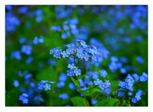 Slika plavog cvijeća (70x50 cm)