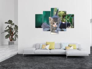 Slika mačića (150x105 cm)