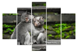 Slika - majmuni (150x105 cm)