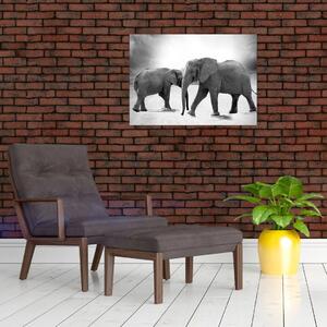 Slika - crno-bijeli slonovi (70x50 cm)
