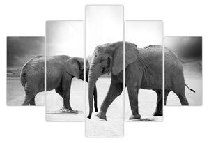Slika - crno-bijeli slonovi (150x105 cm)