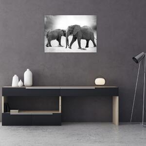 Slika - crno-bijeli slonovi (70x50 cm)