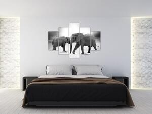 Slika - crno-bijeli slonovi (150x105 cm)