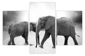 Slika - crno-bijeli slonovi (90x60 cm)