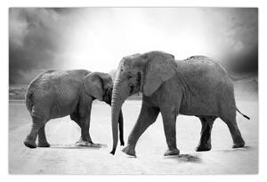 Slika - crno-bijeli slonovi (90x60 cm)