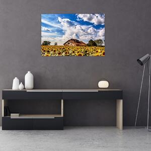 Slika polja suncokreta (90x60 cm)