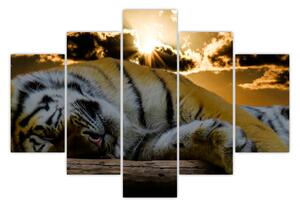 Slika usnulog tigra (150x105 cm)